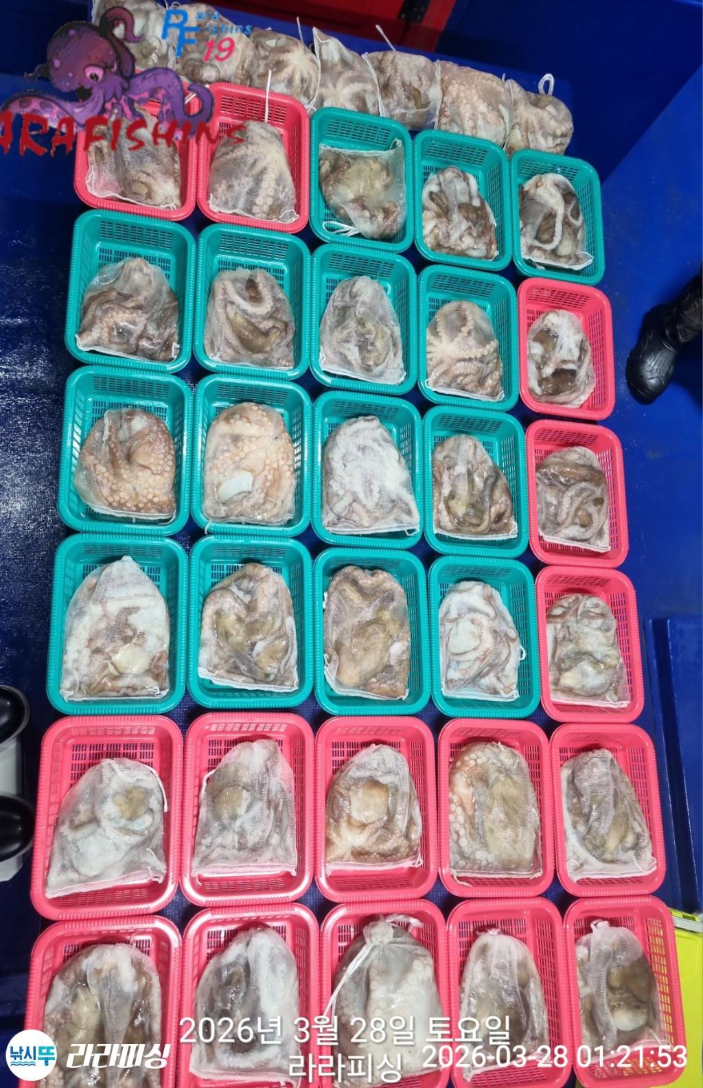 낚시뚜,낙지,돌문어,속천항(진해),라라피싱,낚시뚜17