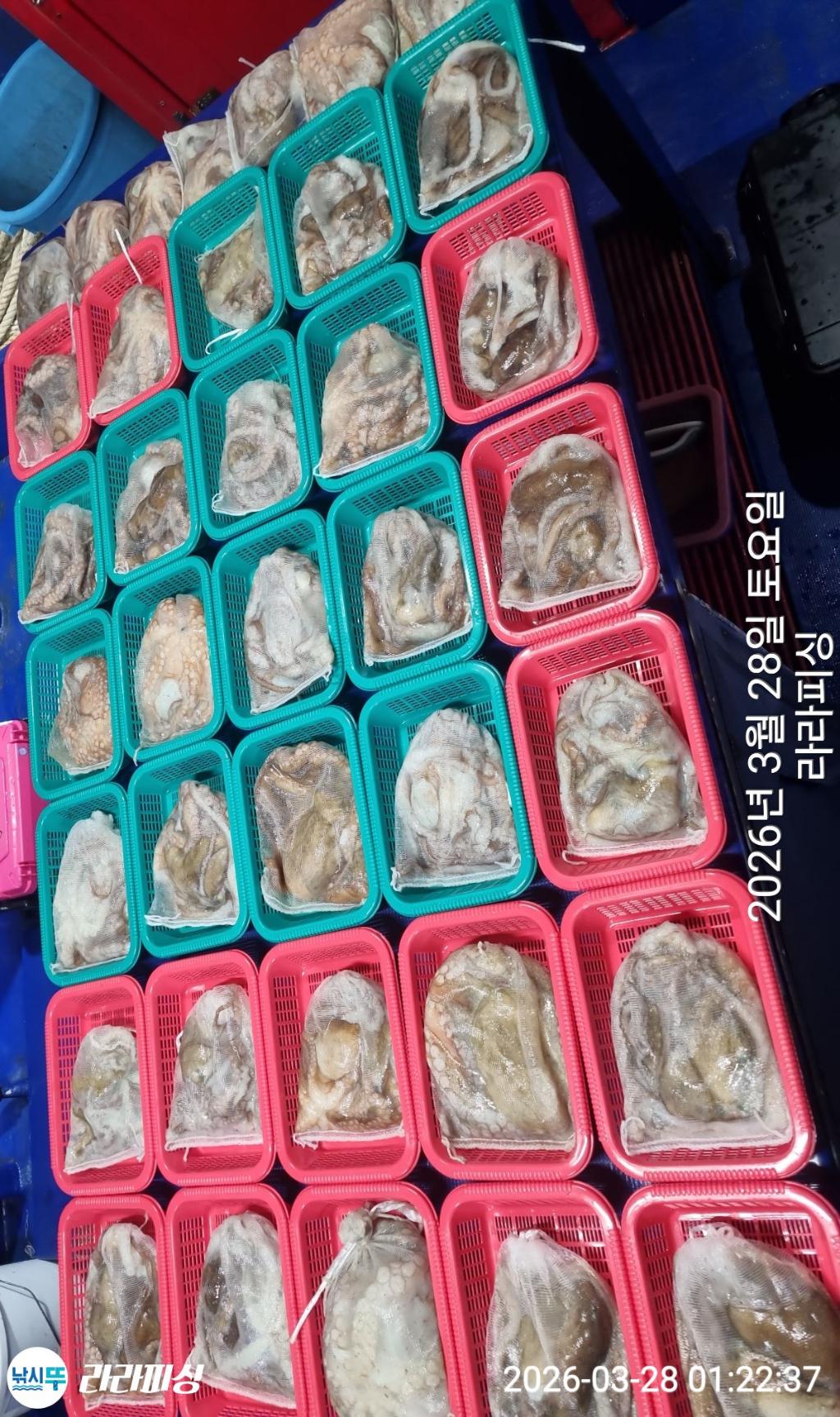 낚시뚜,낙지,돌문어,속천항(진해),라라피싱,낚시뚜16