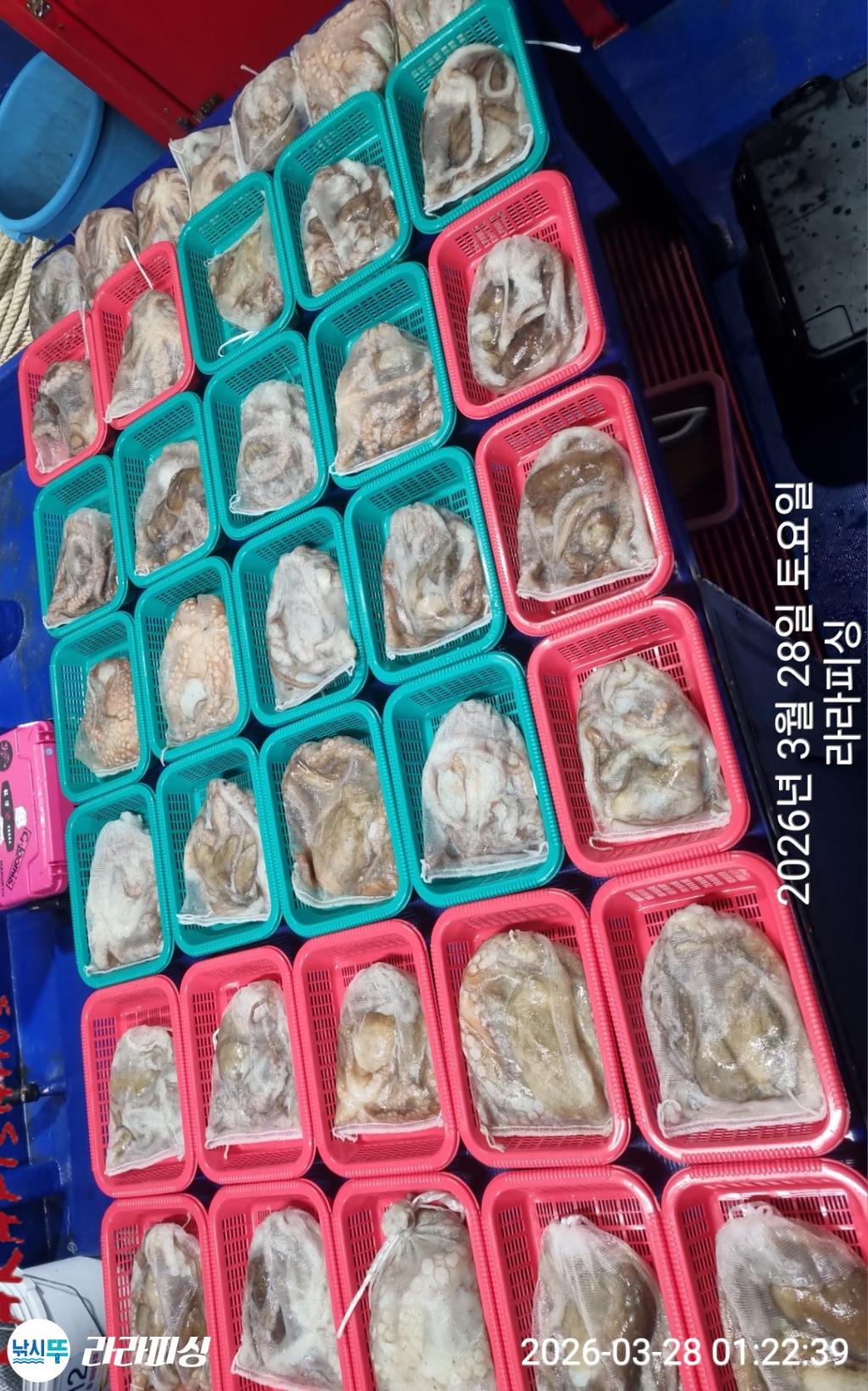 낚시뚜,낙지,돌문어,속천항(진해),라라피싱,낚시뚜15