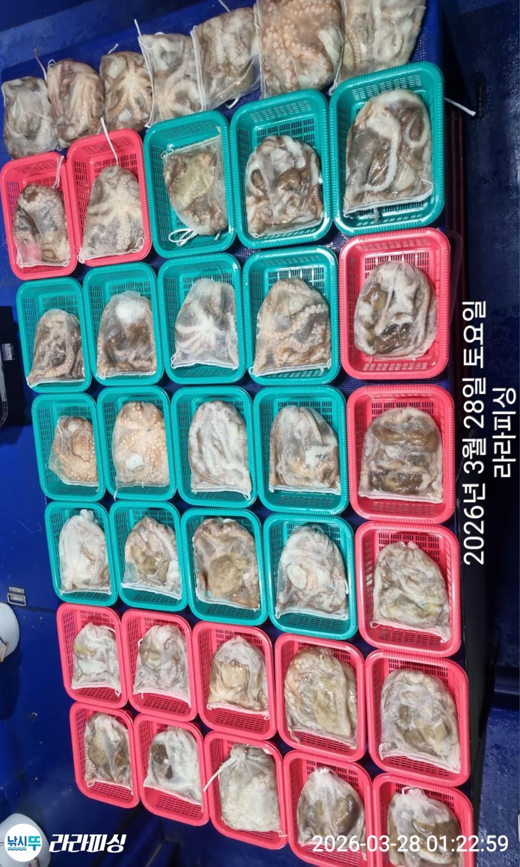 낚시뚜,낙지,돌문어,속천항(진해),라라피싱,낚시뚜14