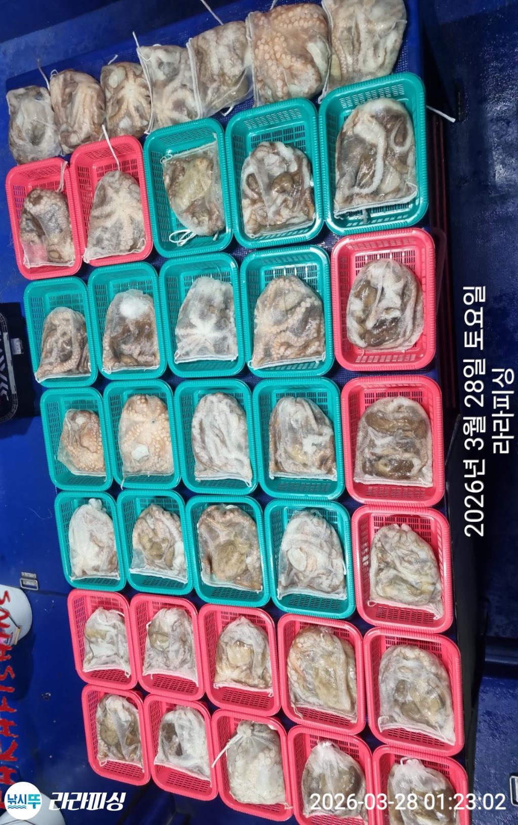 낚시뚜,낙지,돌문어,속천항(진해),라라피싱,낚시뚜13