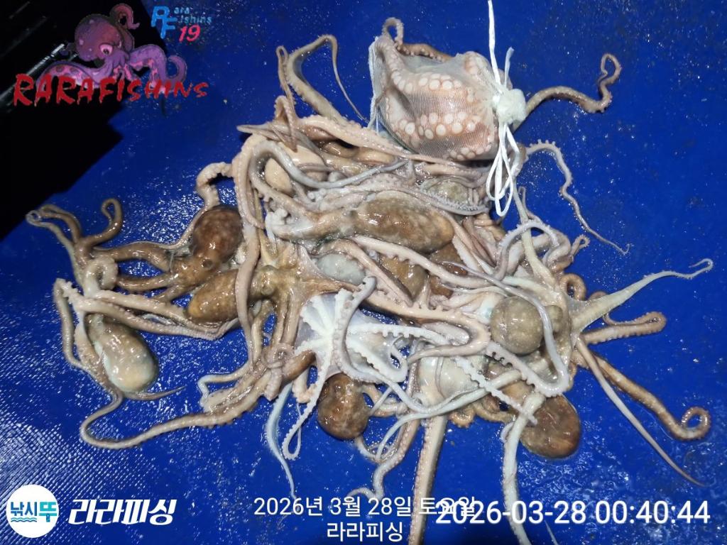 낚시뚜,낙지,돌문어,속천항(진해),라라피싱,낚시뚜12