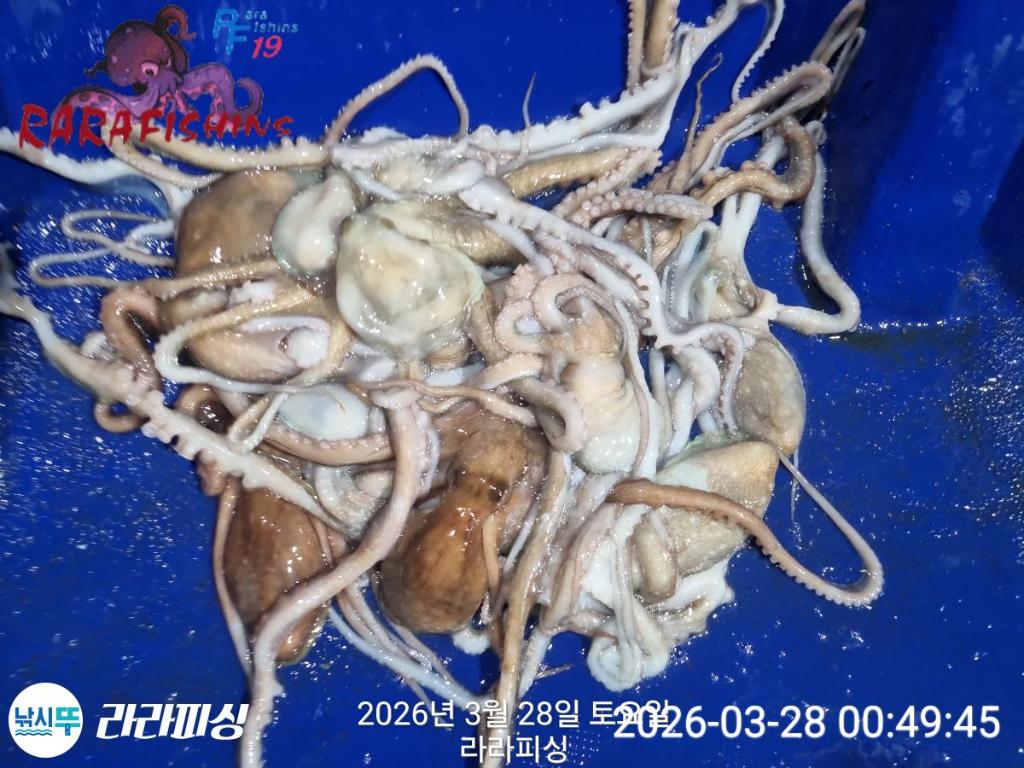 낚시뚜,낙지,돌문어,속천항(진해),라라피싱,낚시뚜11