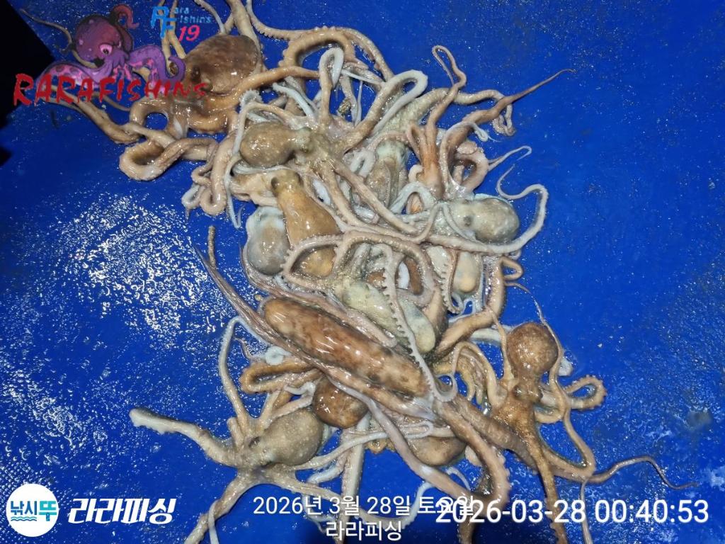 낚시뚜,낙지,돌문어,속천항(진해),라라피싱,낚시뚜10