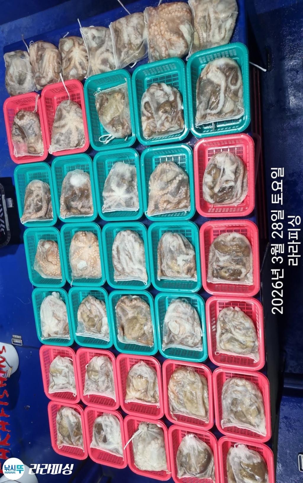 낚시뚜,낙지,속천항(진해),라라피싱,낚시뚜19