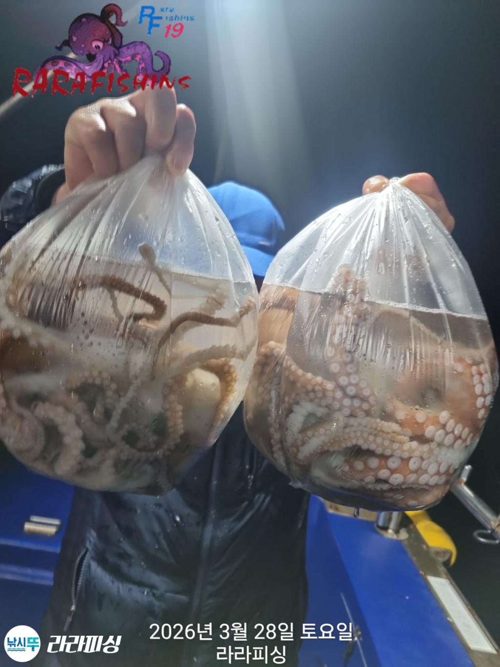 낚시뚜,낙지,속천항(진해),라라피싱,낚시뚜12