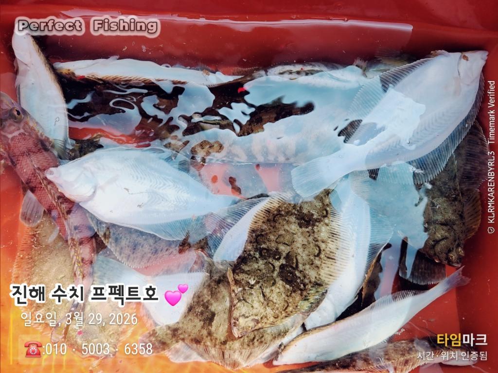 낚시뚜,도다리,진해 수치마을 방파제,퍼펙트호,낚시뚜0
