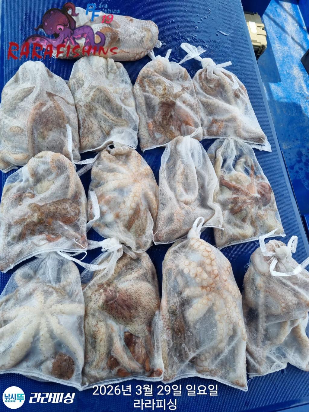 낚시뚜,낙지,돌문어,속천항(진해),라라피싱,낚시뚜33