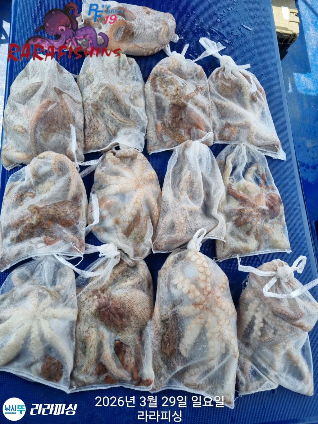 낚시뚜,낙지,돌문어,속천항(진해),라라피싱,낚시뚜32