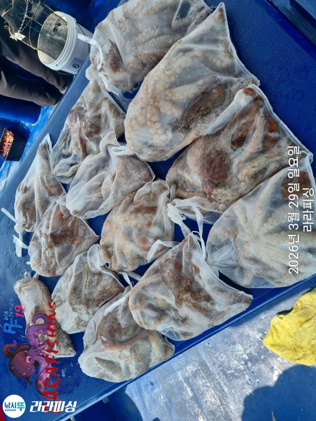 낚시뚜,낙지,돌문어,속천항(진해),라라피싱,낚시뚜30