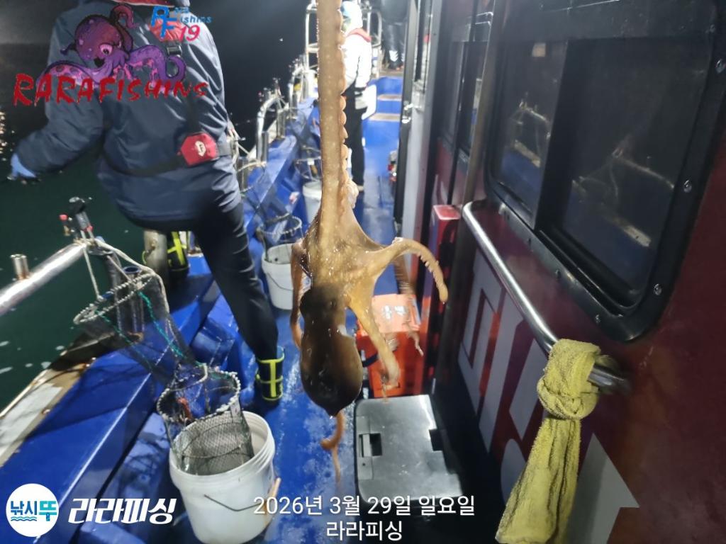 낚시뚜,낙지,돌문어,속천항(진해),라라피싱,낚시뚜13