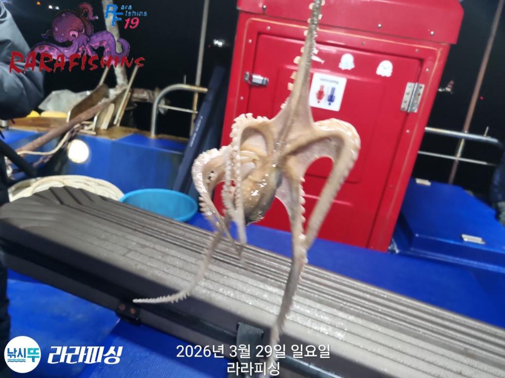 낚시뚜,낙지,돌문어,속천항(진해),라라피싱,낚시뚜8