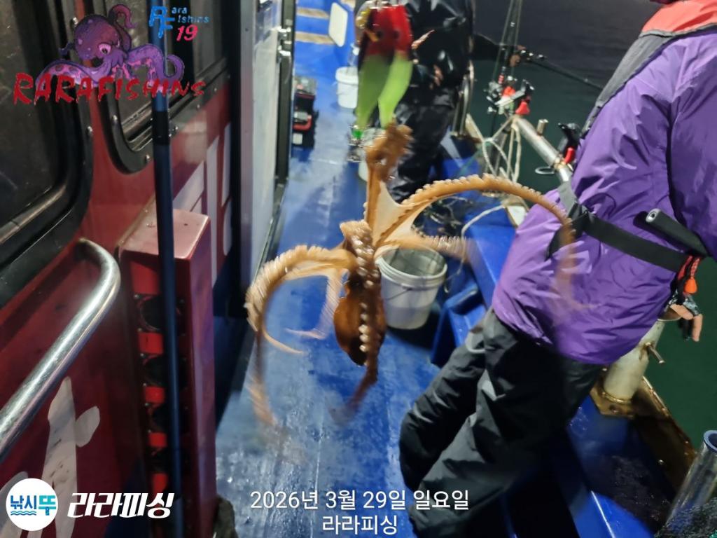 낚시뚜,낙지,돌문어,속천항(진해),라라피싱,낚시뚜4