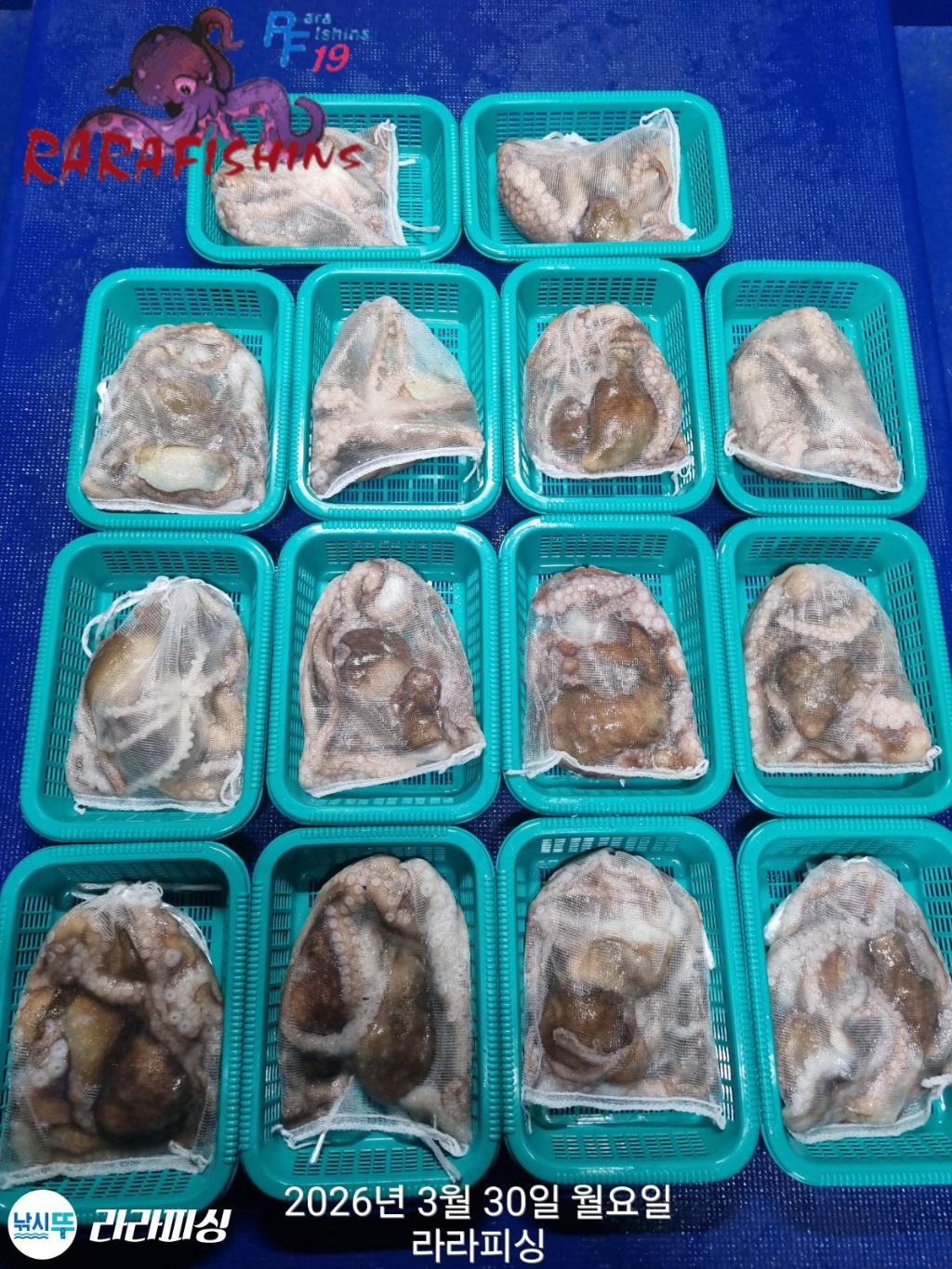 낚시뚜,낙지,속천항(진해),라라피싱,낚시뚜10