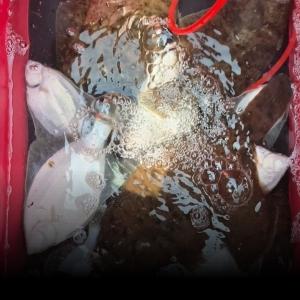 조황, 도다리출항!!선상맛집!!금토일/예약가능/한치예약중