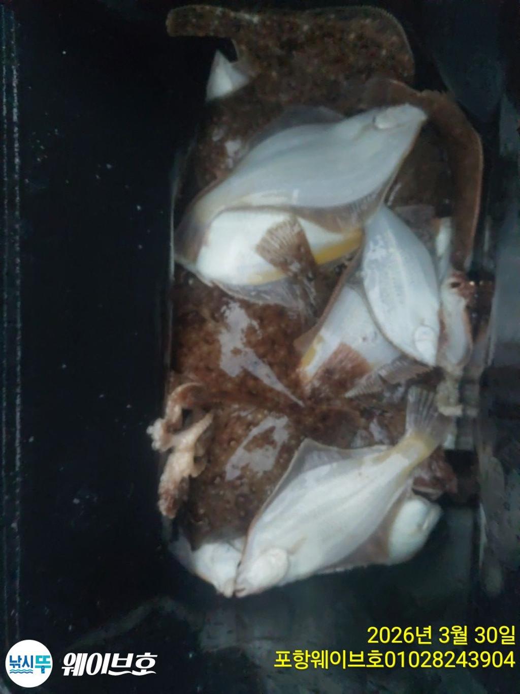 낚시뚜,도다리,가자미,구룡포항,뉴웨이브호,낚시뚜15