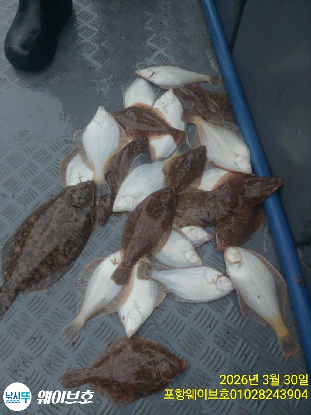 낚시뚜,도다리,가자미,구룡포항,뉴웨이브호,낚시뚜14