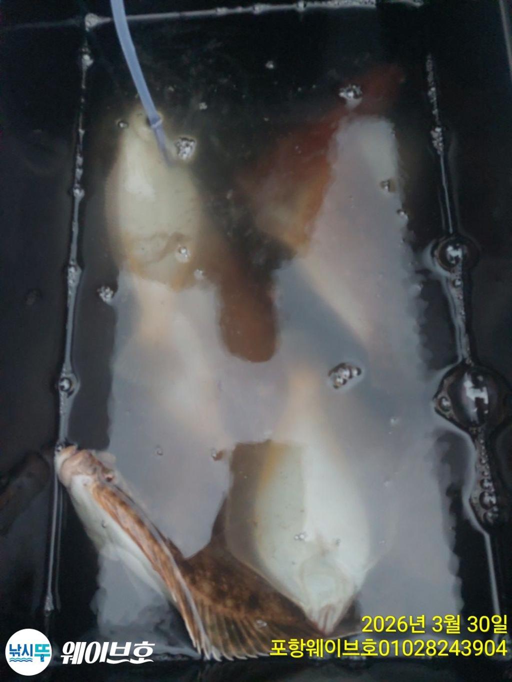 낚시뚜,도다리,가자미,구룡포항,뉴웨이브호,낚시뚜13