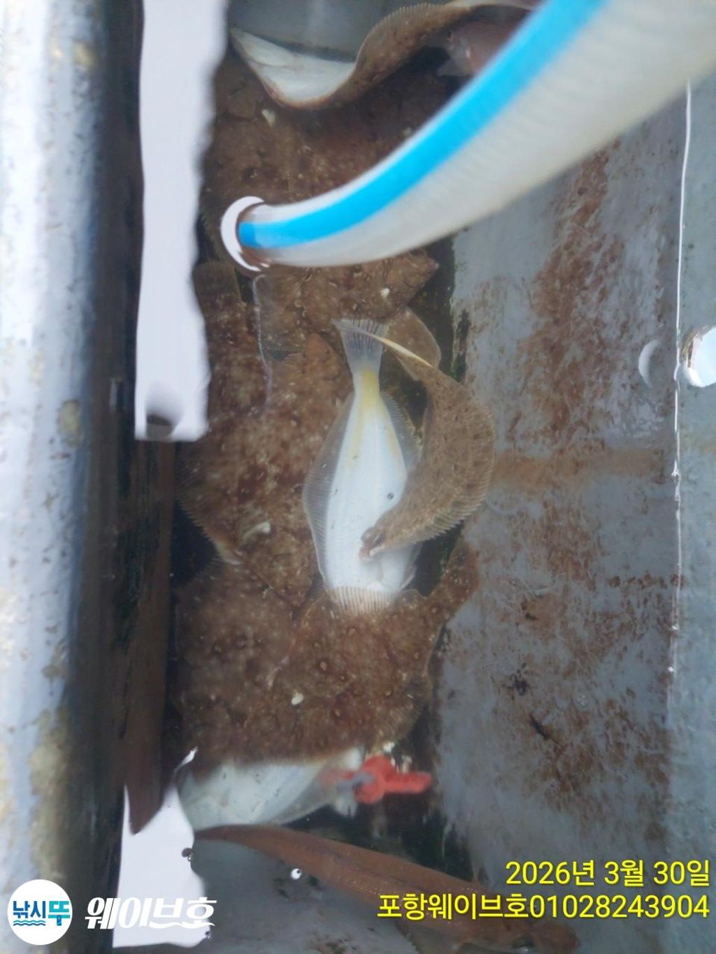 낚시뚜,도다리,가자미,구룡포항,뉴웨이브호,낚시뚜12