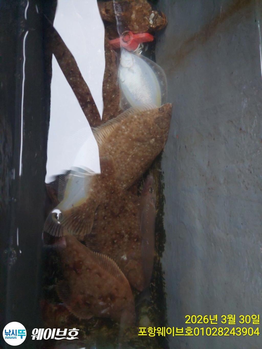 낚시뚜,도다리,가자미,구룡포항,뉴웨이브호,낚시뚜11