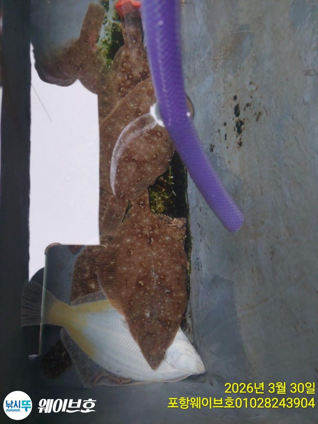 낚시뚜,도다리,가자미,구룡포항,뉴웨이브호,낚시뚜10