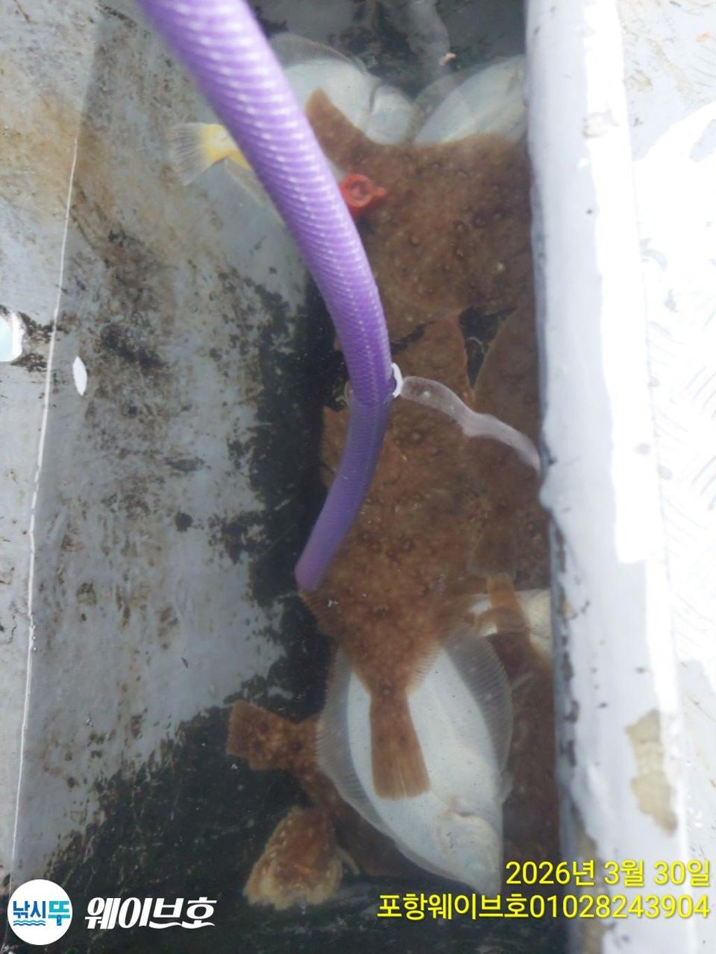 낚시뚜,도다리,가자미,구룡포항,뉴웨이브호,낚시뚜9