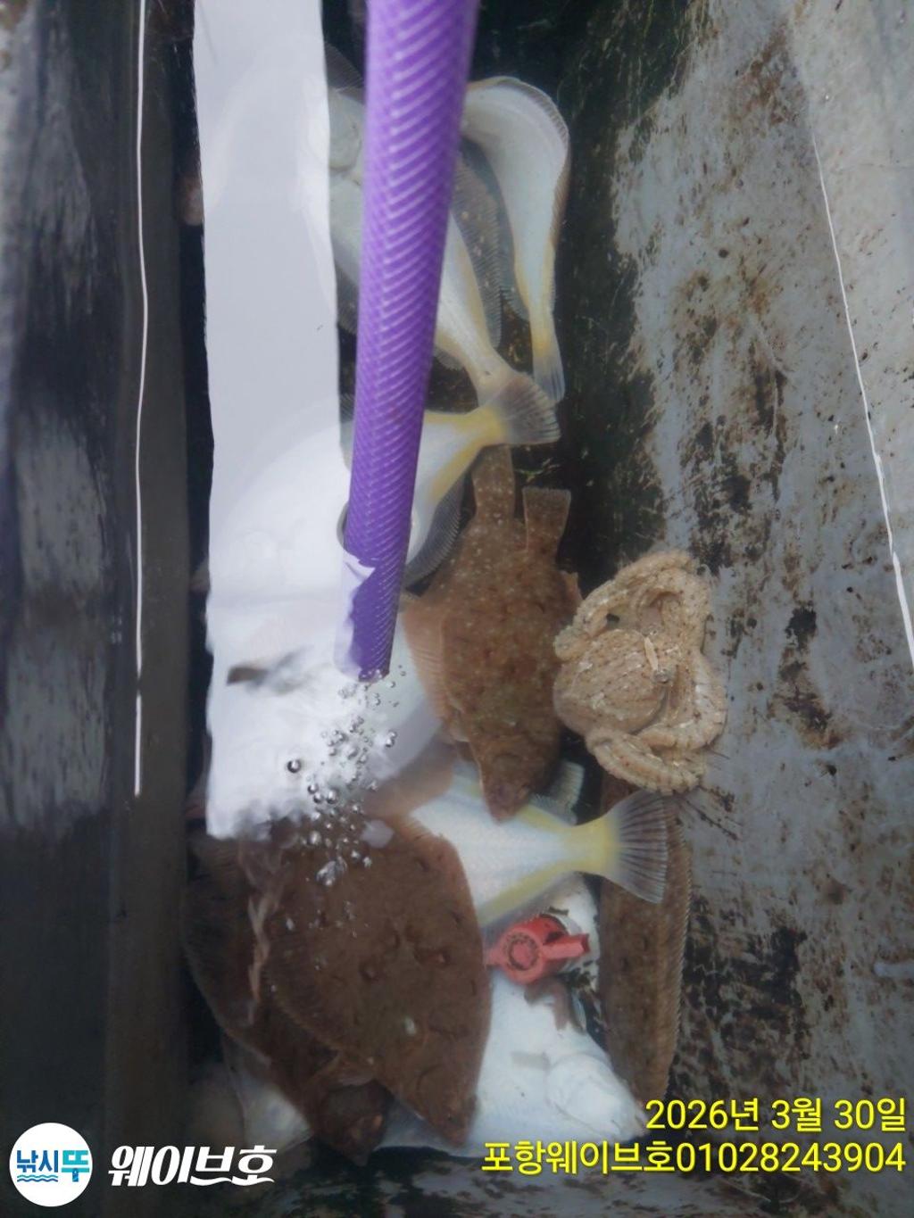 낚시뚜,도다리,가자미,구룡포항,뉴웨이브호,낚시뚜8