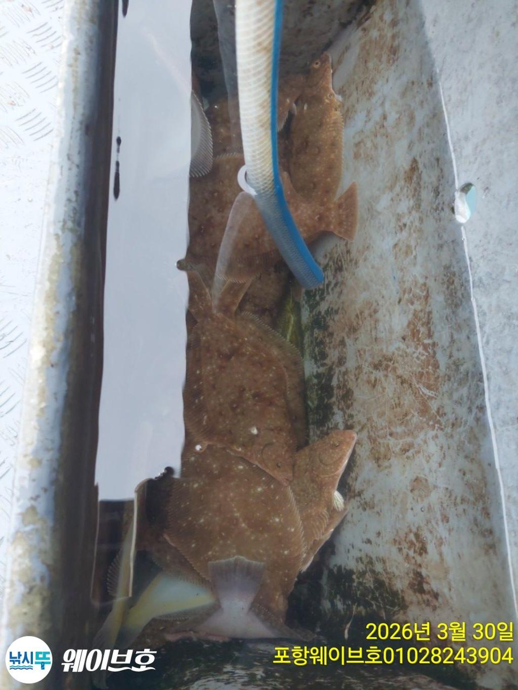 낚시뚜,도다리,가자미,구룡포항,뉴웨이브호,낚시뚜7