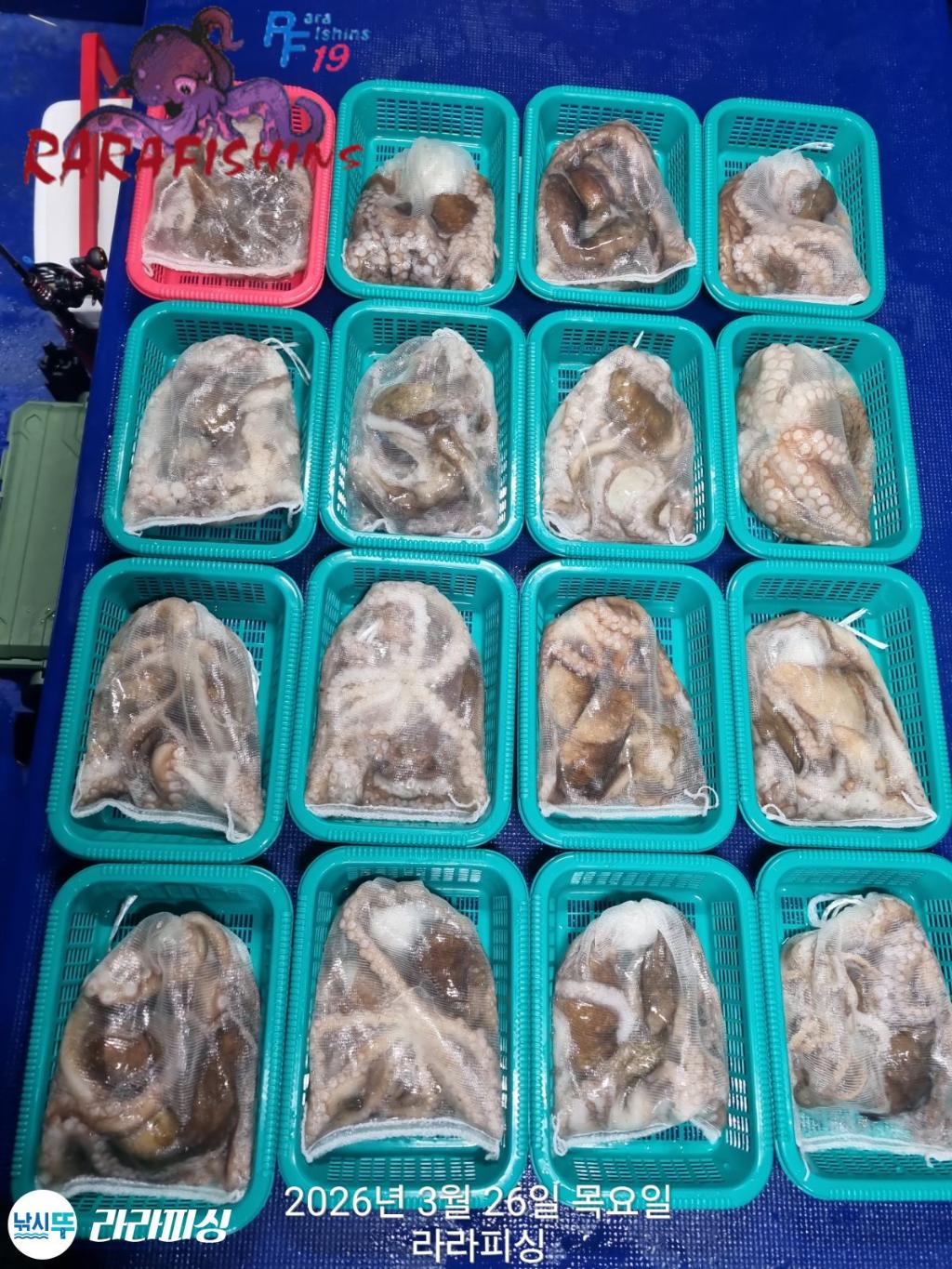 낚시뚜,낙지,돌문어,속천항(진해),라라피싱,낚시뚜18