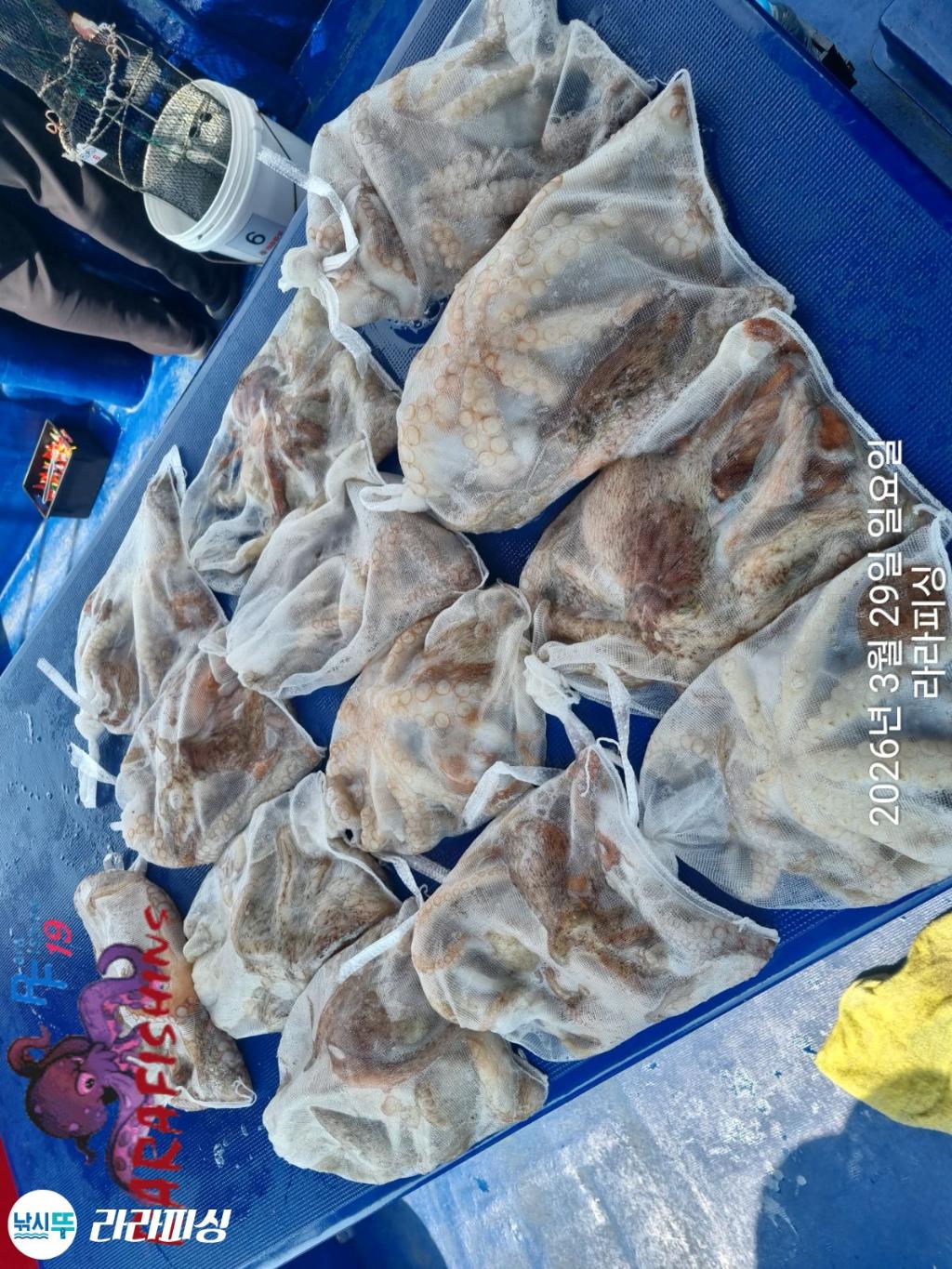 낚시뚜,낙지,돌문어,속천항(진해),라라피싱,낚시뚜33