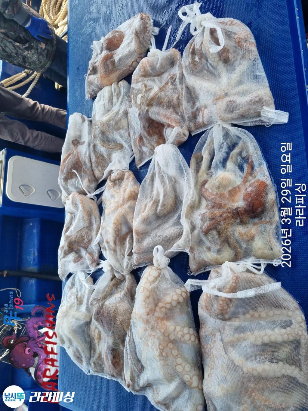 낚시뚜,낙지,돌문어,속천항(진해),라라피싱,낚시뚜30