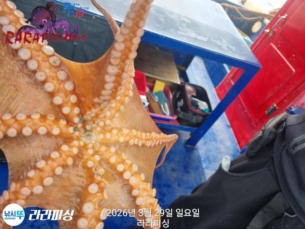 낚시뚜,낙지,돌문어,속천항(진해),라라피싱,낚시뚜25