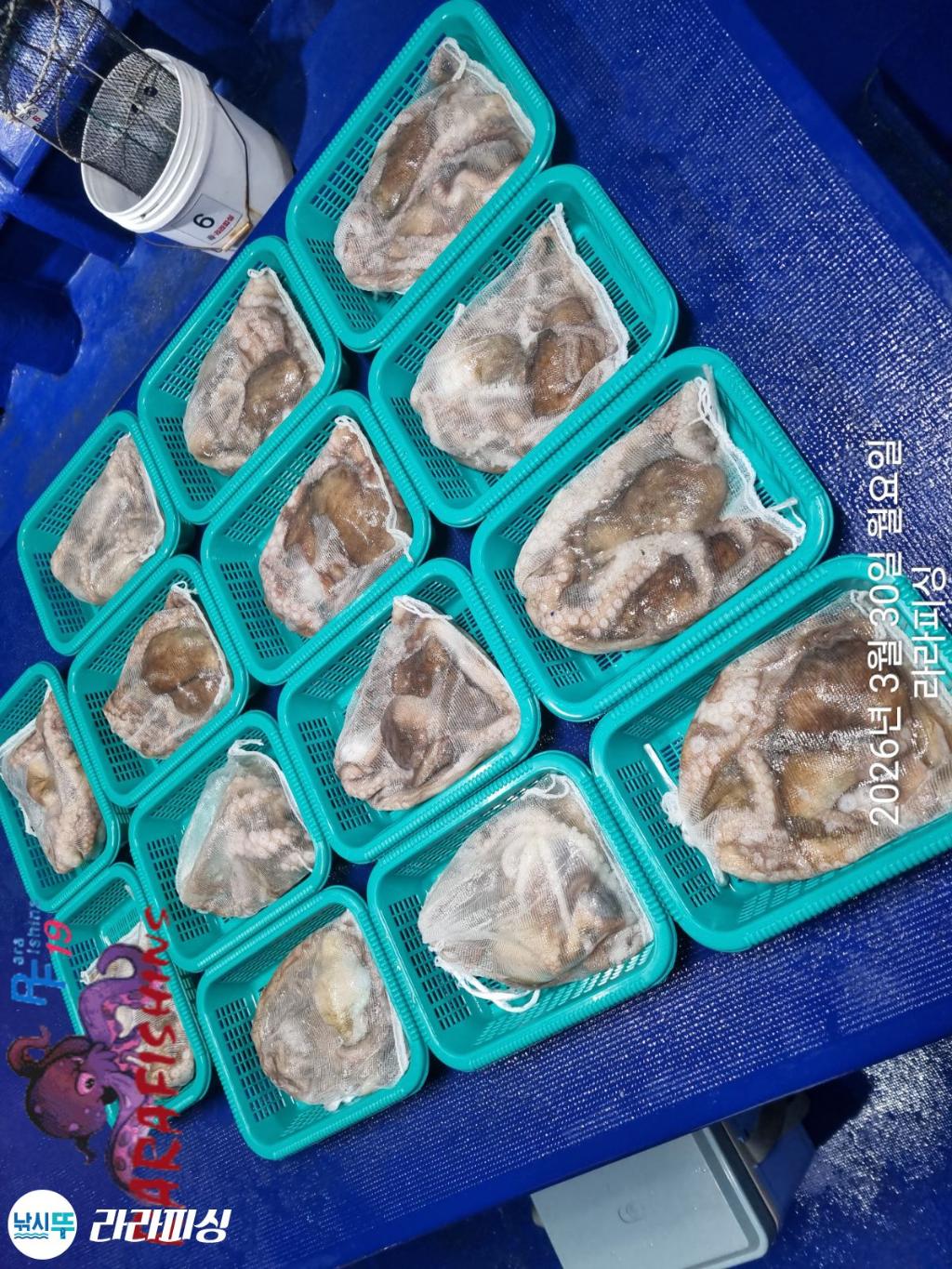 낚시뚜,낙지,돌문어,속천항(진해),라라피싱,낚시뚜13