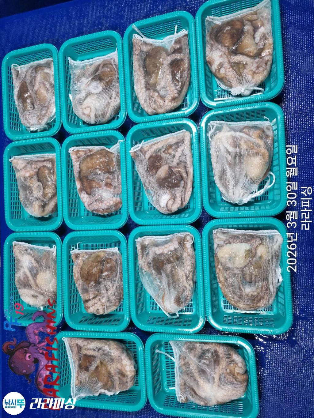 낚시뚜,낙지,돌문어,속천항(진해),라라피싱,낚시뚜12