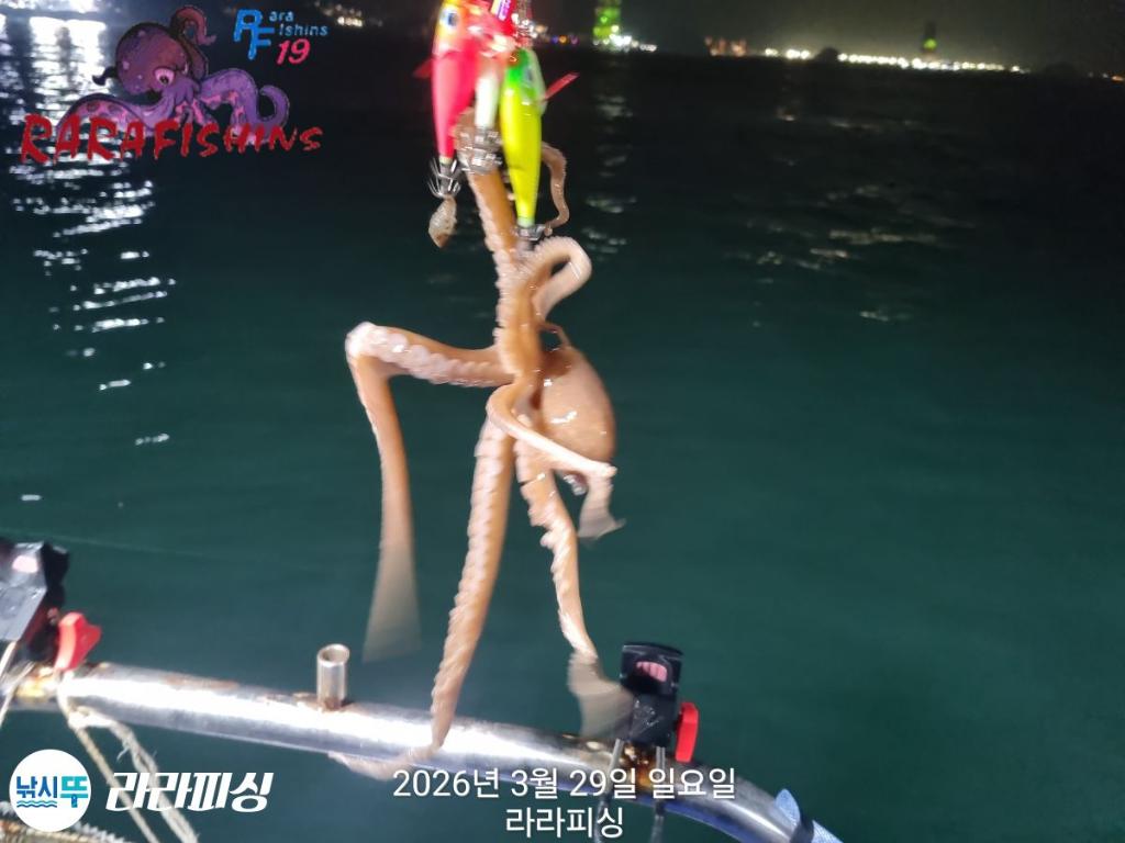 낚시뚜,낙지,돌문어,속천항(진해),라라피싱,낚시뚜7