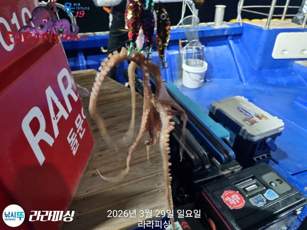 낚시뚜,낙지,돌문어,속천항(진해),라라피싱,낚시뚜3