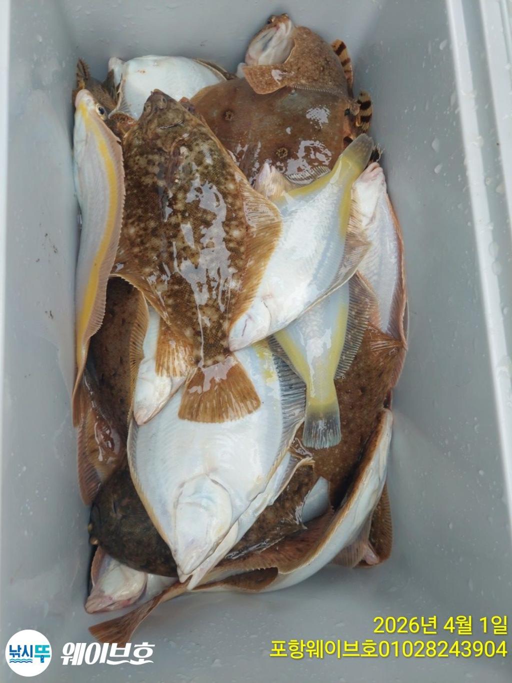 낚시뚜,도다리,가자미,구룡포항,뉴웨이브호,낚시뚜18