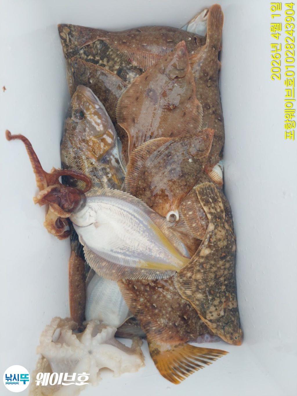 낚시뚜,도다리,가자미,구룡포항,뉴웨이브호,낚시뚜17