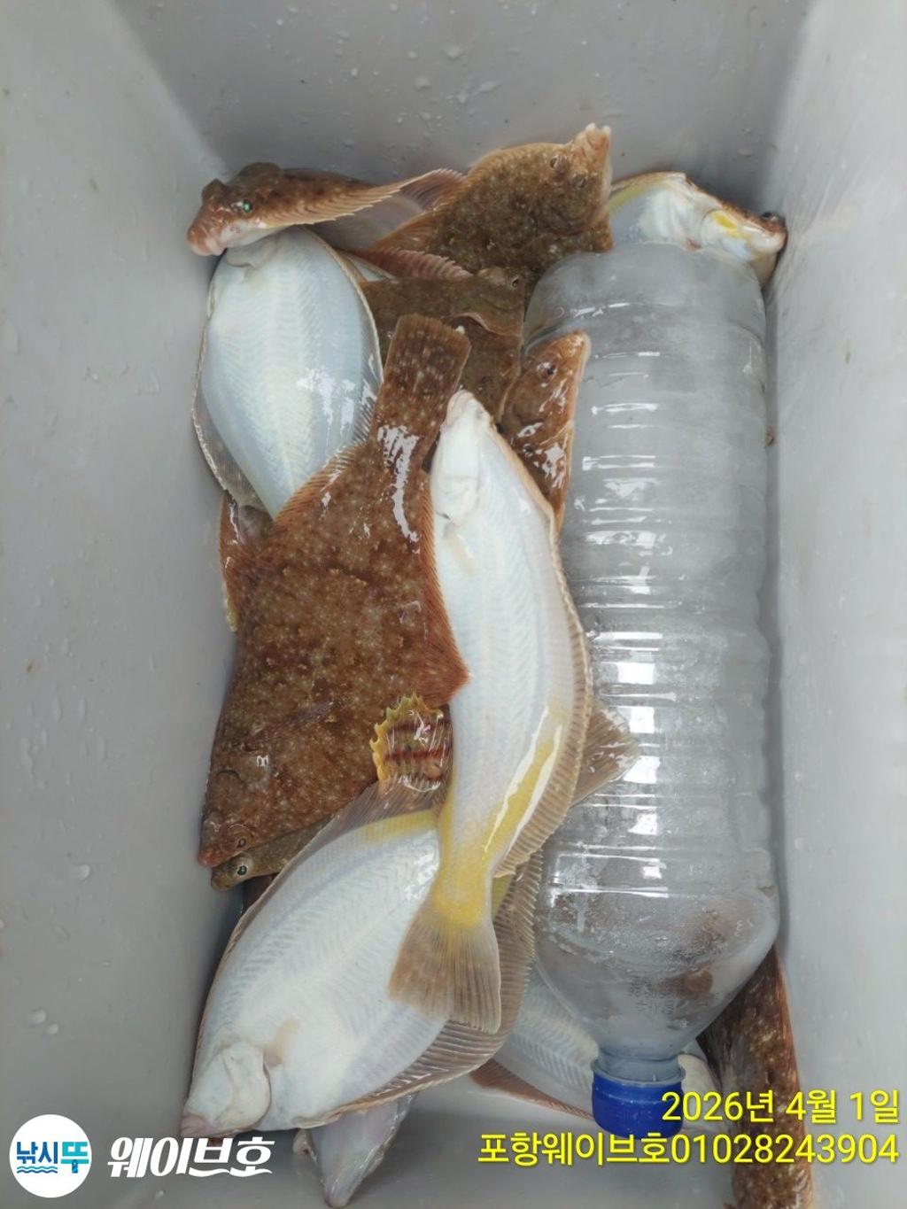 낚시뚜,도다리,가자미,구룡포항,뉴웨이브호,낚시뚜16