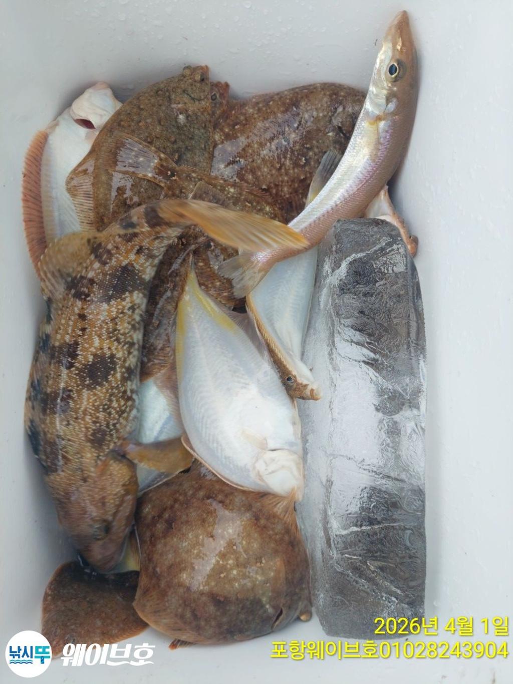 낚시뚜,도다리,가자미,구룡포항,뉴웨이브호,낚시뚜15