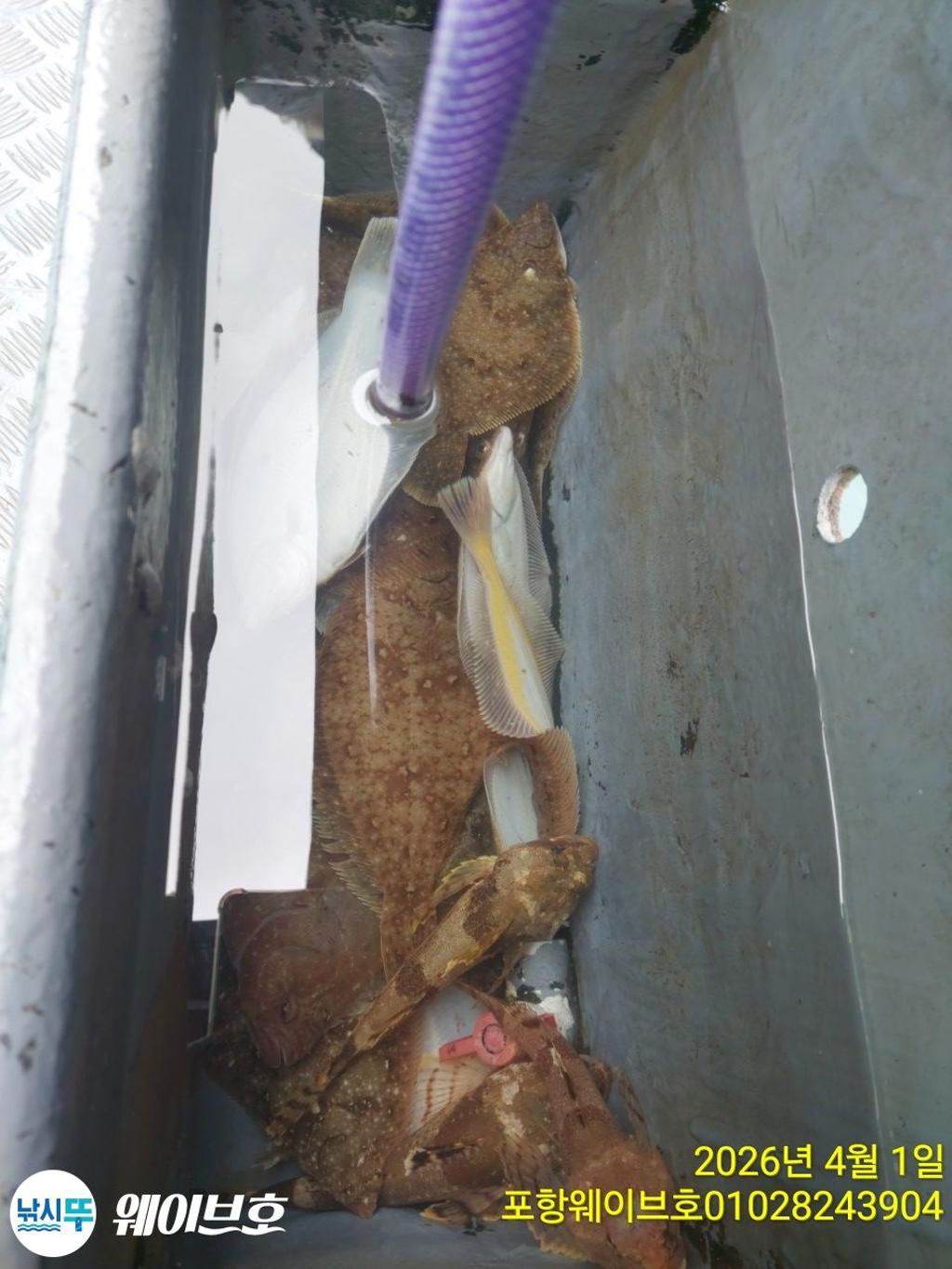 낚시뚜,도다리,가자미,구룡포항,뉴웨이브호,낚시뚜14