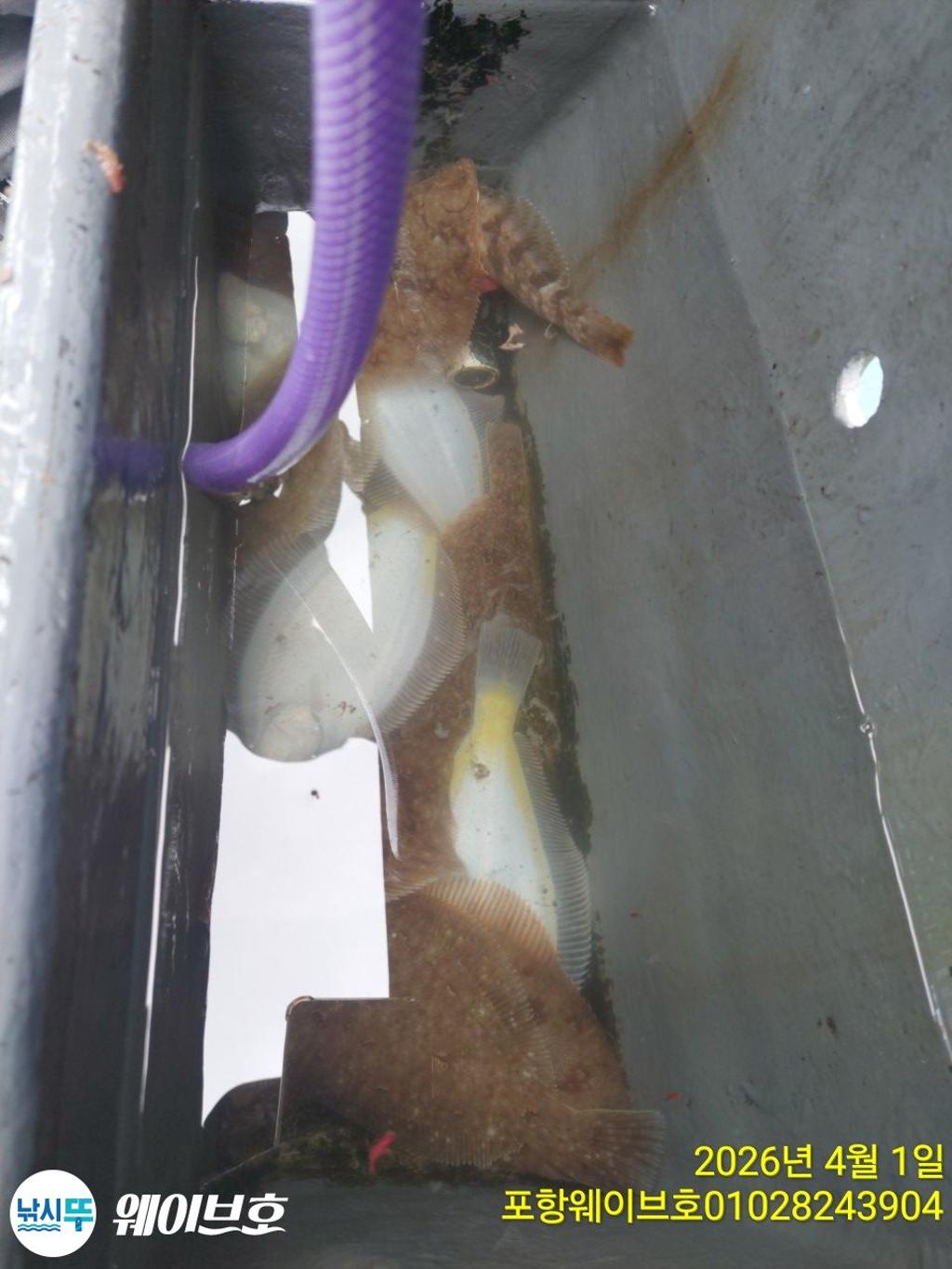 낚시뚜,도다리,가자미,구룡포항,뉴웨이브호,낚시뚜13