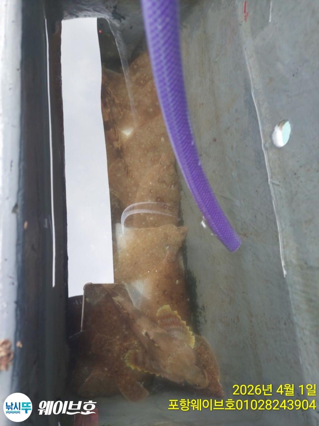 낚시뚜,도다리,가자미,구룡포항,뉴웨이브호,낚시뚜12