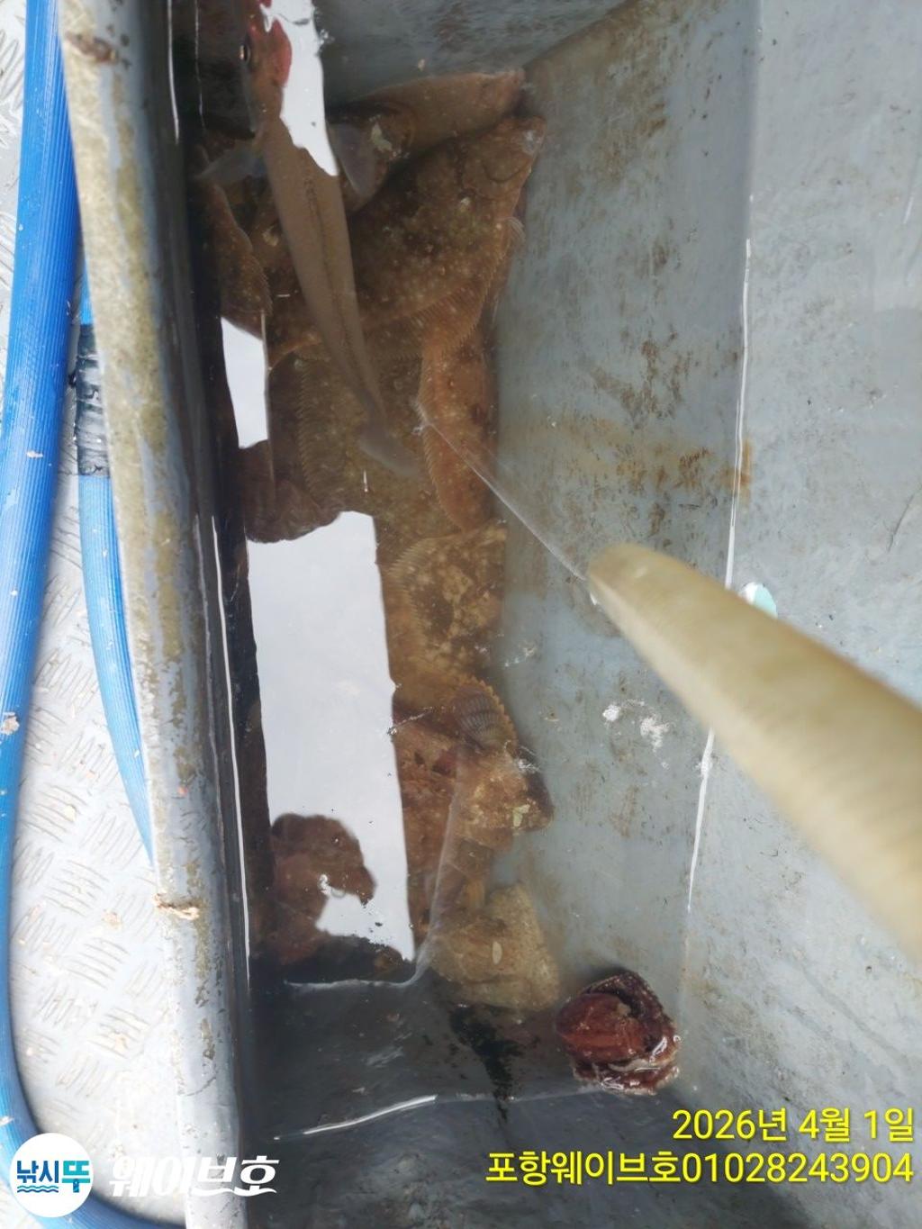 낚시뚜,도다리,가자미,구룡포항,뉴웨이브호,낚시뚜11