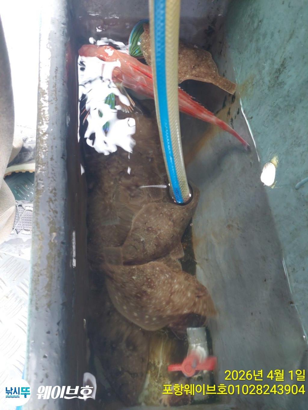 낚시뚜,도다리,가자미,구룡포항,뉴웨이브호,낚시뚜10