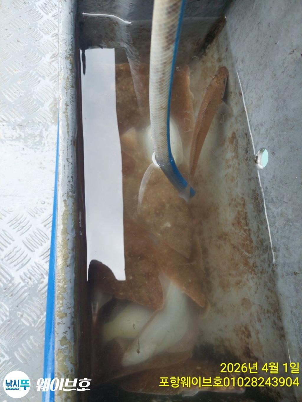 낚시뚜,도다리,가자미,구룡포항,뉴웨이브호,낚시뚜9