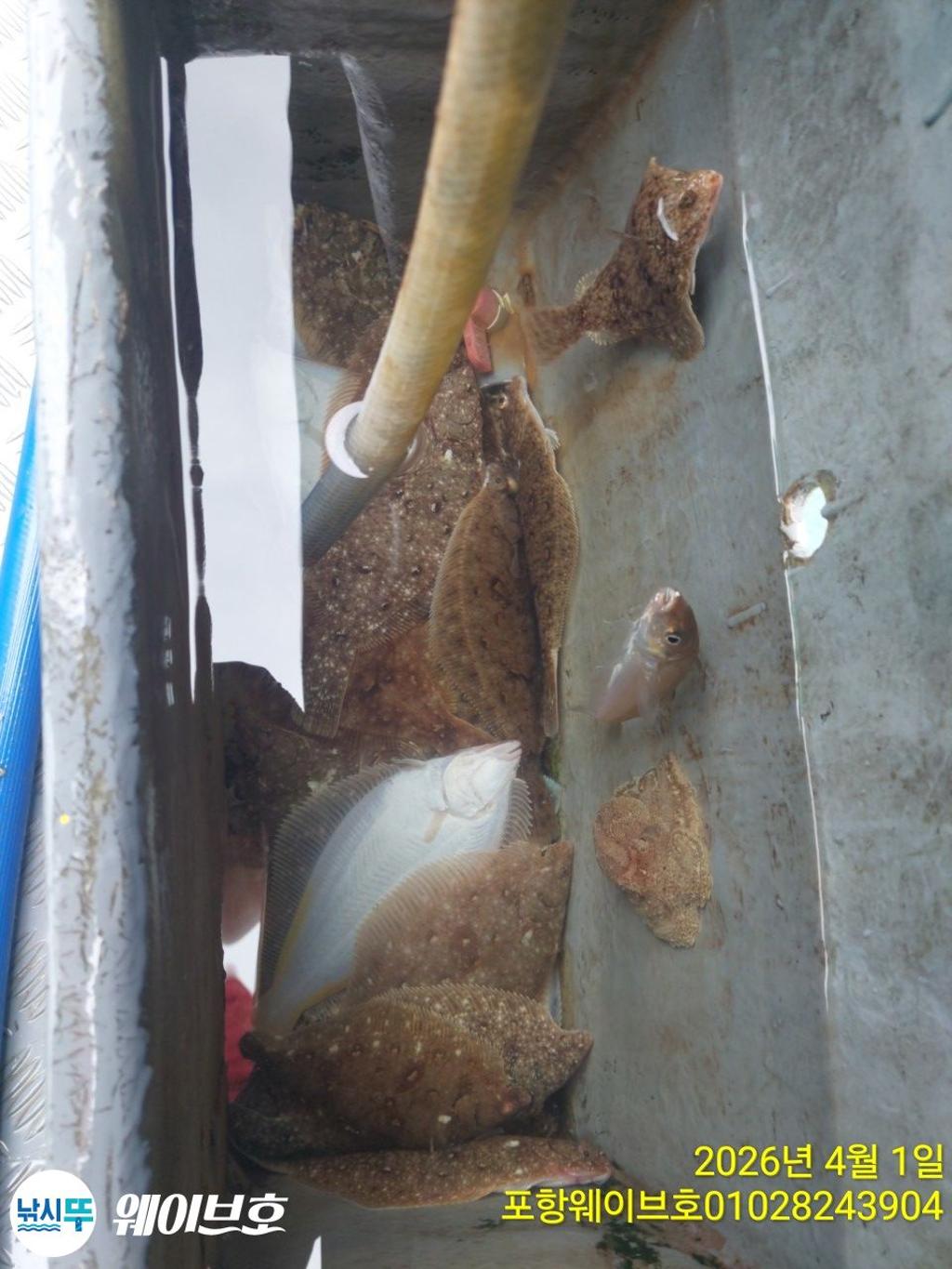 낚시뚜,도다리,가자미,구룡포항,뉴웨이브호,낚시뚜8