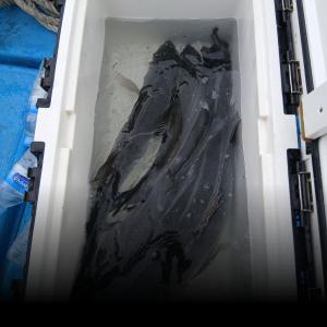 조황, 봄농어(루어) 시작