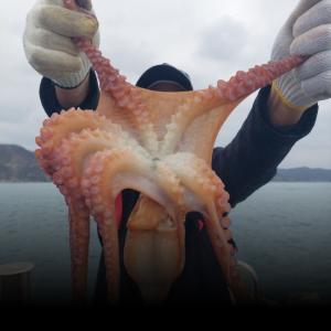 조황, 1일웨이브호봄도다리참가자미