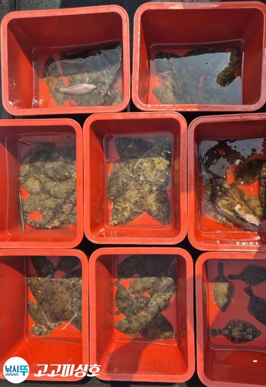 낚시뚜,,속천항(진해),고고피싱호,낚시뚜27